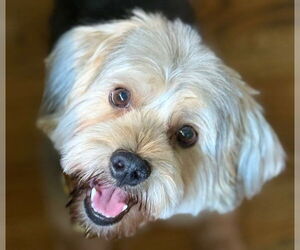 Miniature Schnauzer-Unknown Mix Dogs for adoption in Cookeville, TN, USA