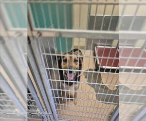 German Shepherd Dog-Unknown Mix Dogs for adoption in Texas City, TX, USA