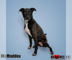 Labsky Dogs for adoption in Maryville, TN, USA