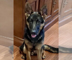 German Shepherd Dog Dogs for adoption in Modesto, CA, USA