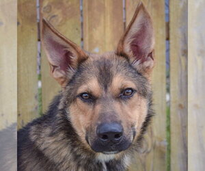 Collie-German Shepherd Dog Mix Dogs for adoption in Huntley, IL, USA