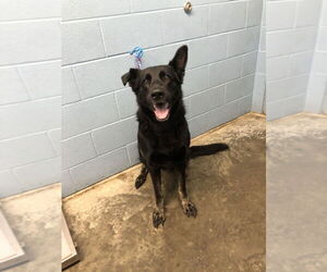 German Shepherd Dog Dogs for adoption in Evansville, IN, USA