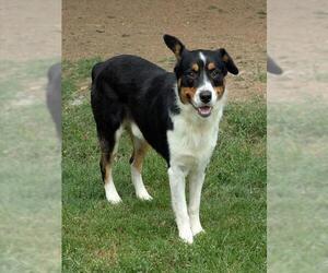 Australian Shepherd-Unknown Mix Dogs for adoption in Plano, TX, USA
