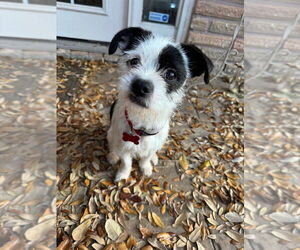 Cairn Terrier-Unknown Mix Dogs for adoption in Lakewood, CO, USA