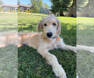 Golden Retriever Dogs for adoption in St. Louis Park, MN, USA