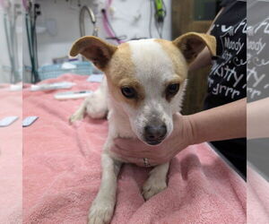 Chihuahua-Unknown Mix Dogs for adoption in Chico, CA, USA
