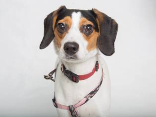 Beagle Dogs for adoption in Franklin, TN, USA