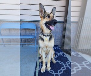 German Shepherd Dog Dogs for adoption in Cupertino, CA, USA