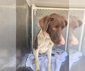 Pointer Dogs for adoption in Bakersfield, CA, USA