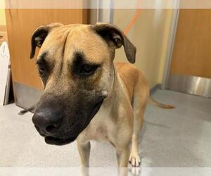 Great Dane-Unknown Mix Dogs for adoption in Orange, CA, USA