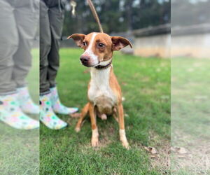 Basenji-Jack Russell Terrier Mix Dogs for adoption in New Orleans, LA, USA