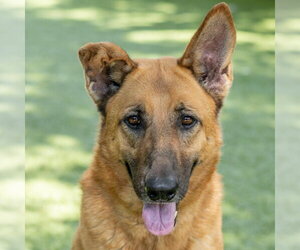 German Shepherd Dog-Unknown Mix Dogs for adoption in Hilton Head, SC, USA