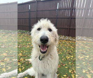 Poodle (Standard)-Unknown Mix Dogs for adoption in McKinney, TX, USA