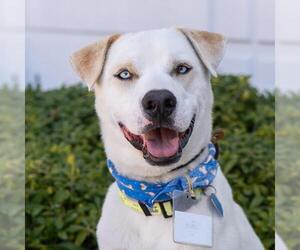 Labrador Retriever-Unknown Mix Dogs for adoption in San Diego, CA, USA
