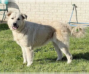 Golden Pyrenees Dogs for adoption in Genesee, WI, USA
