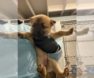 German Shepherd Dog-Unknown Mix Dogs for adoption in Stockton, CA, USA