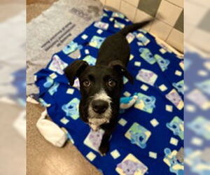 Mutt Dogs for adoption in Salinas, CA, USA