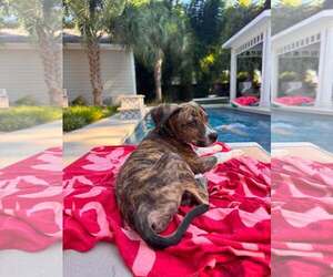 Mutt Dogs for adoption in Mount Pleasant, SC, USA