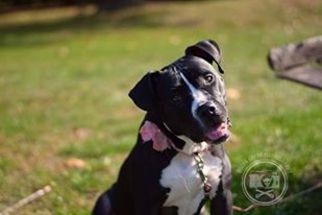 American Pit Bull Terrier-Labrador Retriever Mix Dogs for adoption in New York, NY, USA