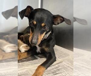 Mutt Dogs for adoption in San Antonio, TX, USA