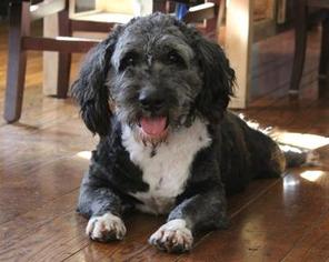 Mutt Dogs for adoption in Haymarket , VA, USA