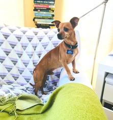 Chihuahua Dogs for adoption in Redondo Beach, CA, USA