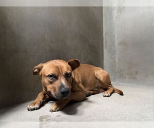 Mutt Dogs for adoption in San Bernardino, CA, USA