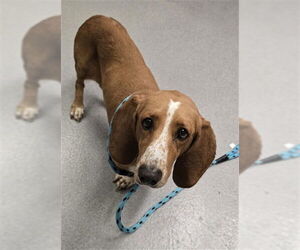 Basset Hound Dogs for adoption in Rancho Cucamonga, CA, USA