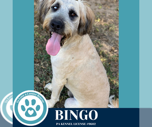 Mutt Dogs for adoption in Kimberton, PA, USA