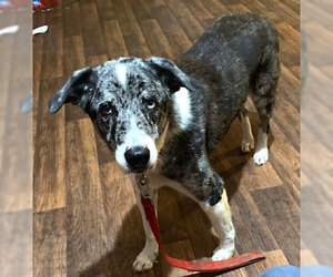 Mutt Dogs for adoption in Dripping Springs, TX, USA
