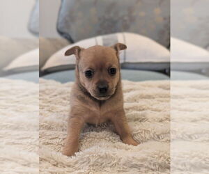 Chiweenie Dogs for adoption in Raleigh, NC, USA