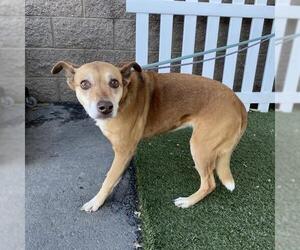 Border Collie-Unknown Mix Dogs for adoption in Modesto, CA, USA