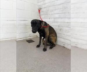 Mutt Dogs for adoption in San Bernardino, CA, USA