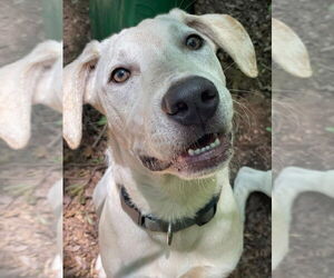 - Mix Dogs for adoption in Greenville, SC, USA