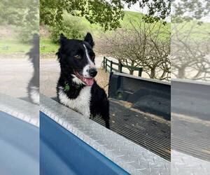 Border Collie Dogs for adoption in Paso Robles, CA, USA