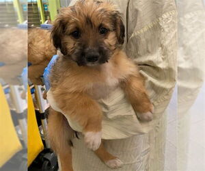 German Shepherd Dog-Poodle (Miniature) Mix Dogs for adoption in Rancho Cucamonga, CA, USA
