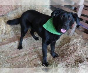 Labrador Retriever Dogs for adoption in Oklahoma City, OK, USA