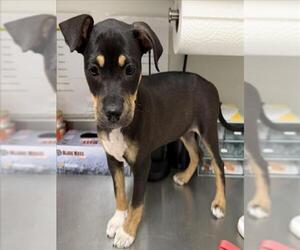 Mutt Dogs for adoption in Tracy, CA, USA