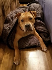 Bullboxer Pit Dogs for adoption in Germantown, OH, USA