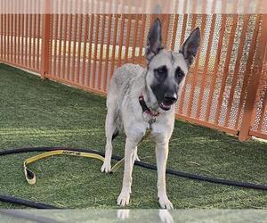 Mutt Dogs for adoption in Las Vegas, NV, USA