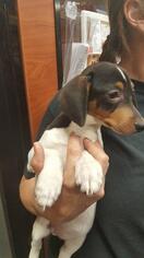 Toy Rat Doxie Dogs for adoption in Pembroke, GA, USA