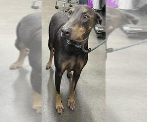 Doberman Pinscher Dogs for adoption in Forestville, MD, USA