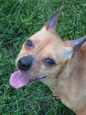Chihuahua-Unknown Mix Dogs for adoption in Doylestown, PA, USA