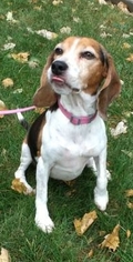 Medium Photo #1 Beagle Puppy For Sale in Bloomington, IL, USA