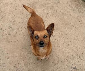 Chihuahua-Unknown Mix Dogs for adoption in Modesto, CA, USA