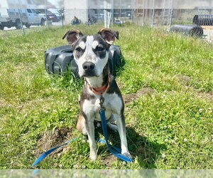 American Pit Bull Terrier-Unknown Mix Dogs for adoption in McKinleyville, CA, USA