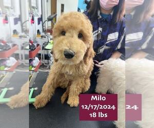 Golden Retriever Dogs for adoption in West Hollywood, CA, USA