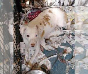 Dachshund-Unknown Mix Dogs for adoption in Newnan, GA, USA
