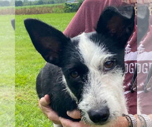Mutt Dogs for adoption in Canton, CT, USA