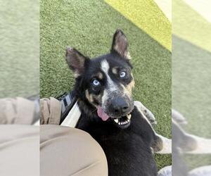 Siberian Husky-Unknown Mix Dogs for adoption in San Martin, CA, USA